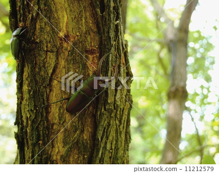 A pair of saw-eagle wagga (2014 Nagoya city, Aichi prefecture) 11212579