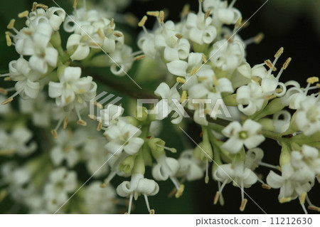 Natural plant rat spot, the flower is beautiful, but its name is because the fruit resembles the feces of a mouse 11212630