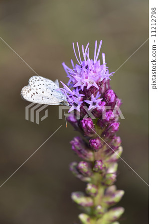 Reatris and Yamato Sajimi 11212798