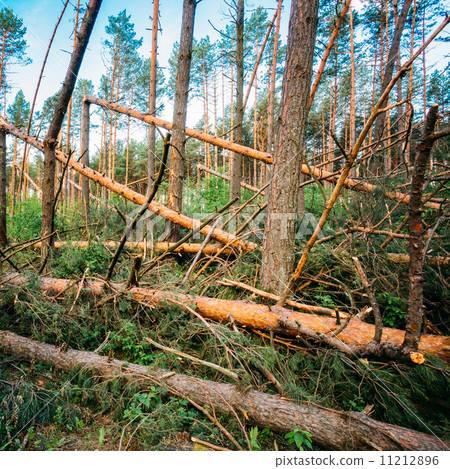 Windfall in forest. Storm damage. 11212896