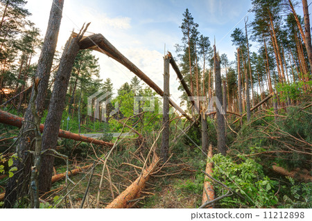 Windfall in forest. Storm damage. 11212898