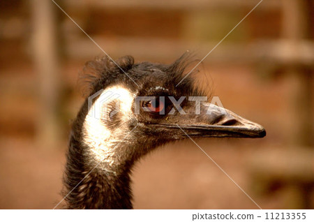 Emu kid of a bad hair Emu kid of a bad hair 11213355