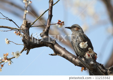 White plum and bulbul White plum and bulbul 11213382