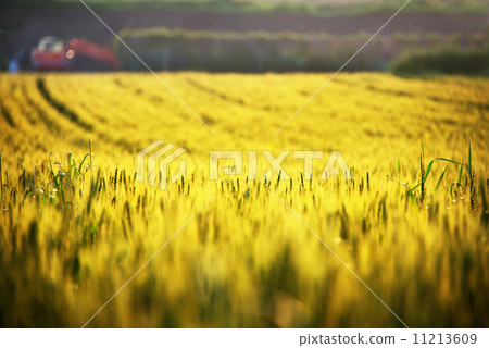 發光在日落的麥田 11213609
