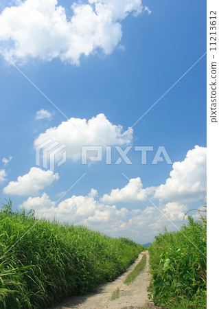 The way to the summer sky 11213612