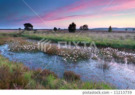 sunrise over swamp with cotton grass 11213739