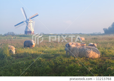 sheep and lamb on misty pasture 11213768