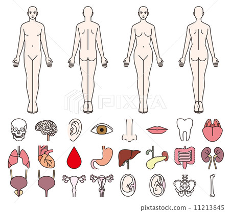 Human body and internal organs of men and women 11213845