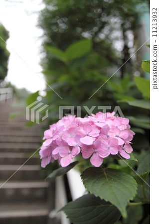 繡球花和樓梯 11213932