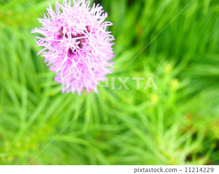 Flowers Flowers 11214229