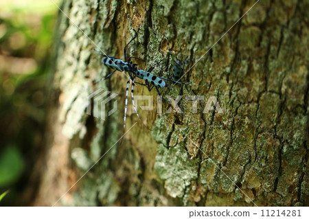 Ruri Boshikiki 11214281