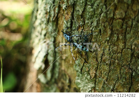 Ruri Boshikiki 11214282