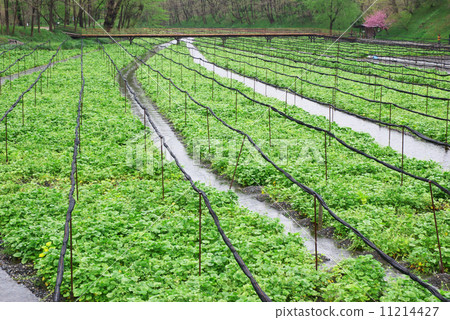  Daio Wasabi Farm 11214427