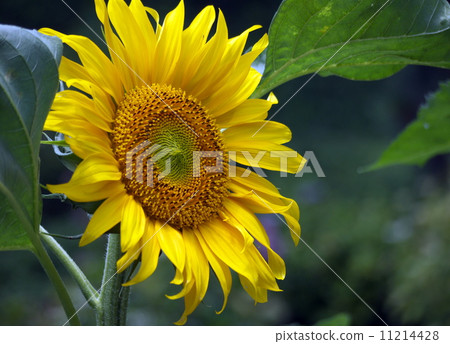 Sunflower flowers Sunflower flowers 11214428