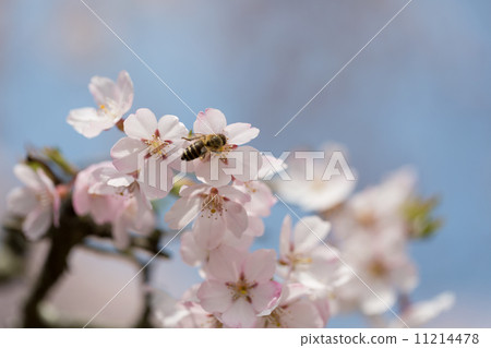 櫻桃樹 櫻桃樹 11214478