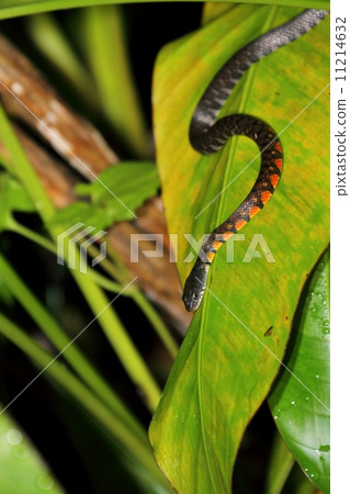 Red-sided Keelback Snake (triangle keelback) 11214632