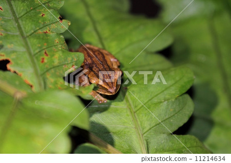 四線樹蛙 11214634