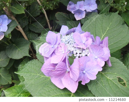 繡球 繡球 11214680