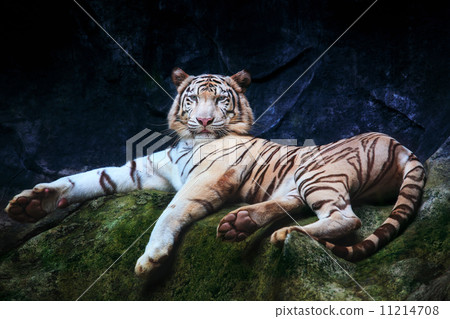 special color tiger lying with relaxing on rock clift and lookin special color tiger lying with relaxing on rock clift and lookin 11214708