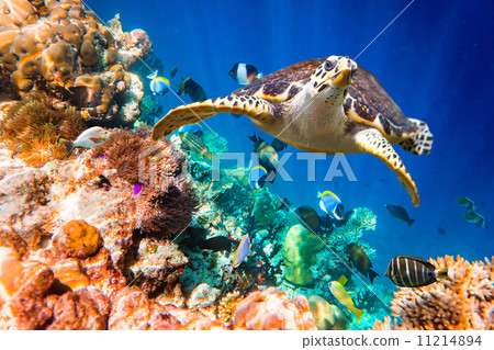 Hawksbill Turtle - Eretmochelys imbricata 11214894