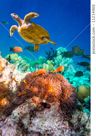 Anemonefish Anemonefish 11214908