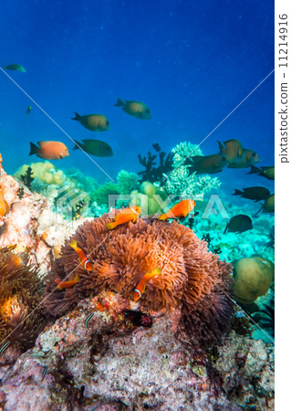 Anemonefish Anemonefish 11214916