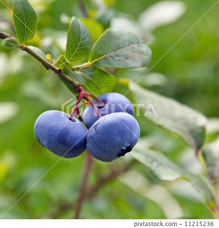 Bog bilberries (Vaccinium uliginosum). 11215236