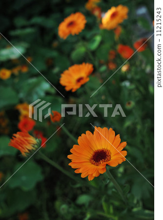 Calendula. Calendula. 11215243