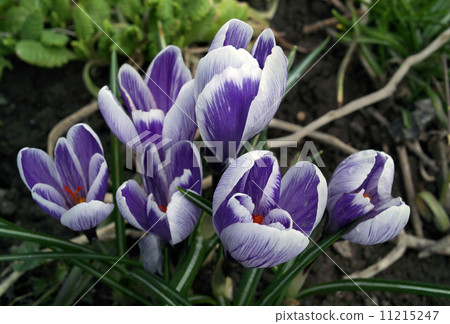 Spring lilac crocuses. 11215247
