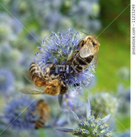 Two bees on blue flowers. Two bees on blue flowers. 11215249