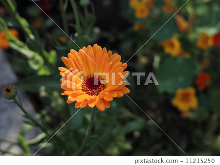 Calendula. 11215250