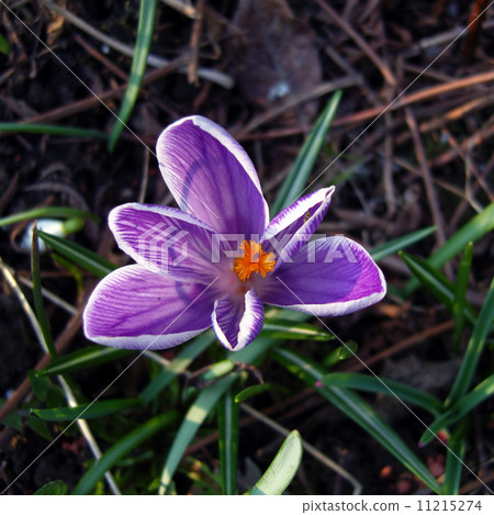 Spring lilac crocus. 11215274
