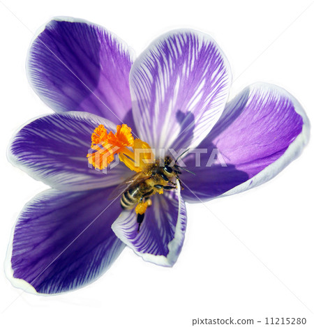 Bee on spring flower. 11215280