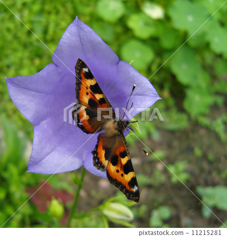 Butterfly Nymphalis urticae. 11215281