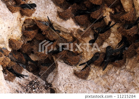 Anatomy's nest Anatomy's nest 11215284