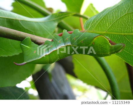 Sparrow's larva 1 Sparrow's larva 1 11215349