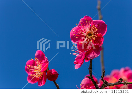 Plum blossom Plum blossom 11215361