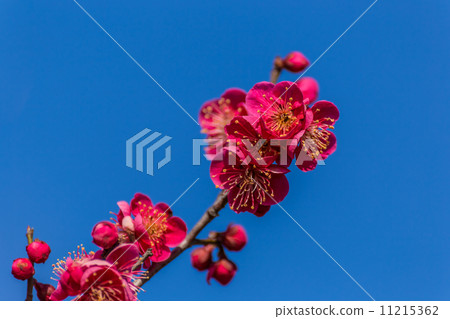Plum blossom  11215362
