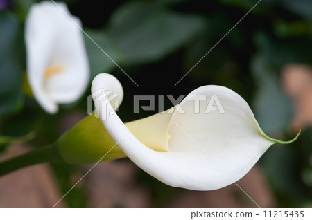 close up beutiful calla lily on garden 11215435