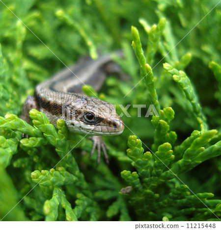 Lizard. 11215448