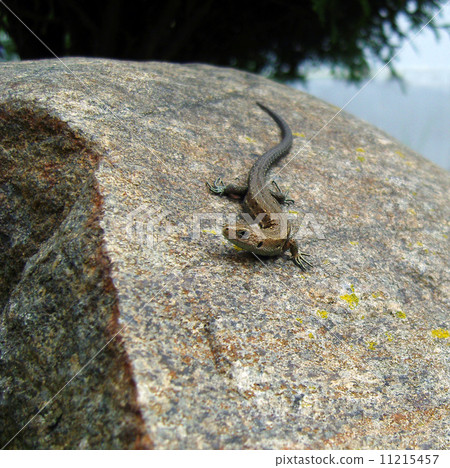Lizard crawling on rocks. Lizard crawling on rocks. 11215457