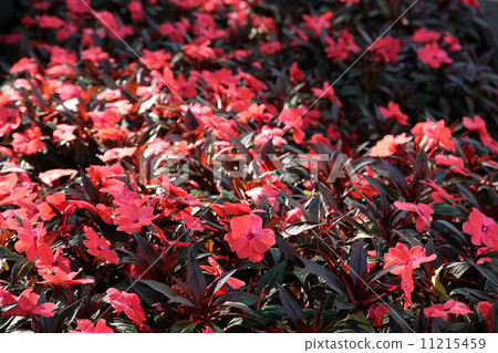 Flowerbed. Floral background. Flowerbed. Floral background. 11215459