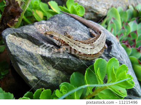 Lizard. 11215496