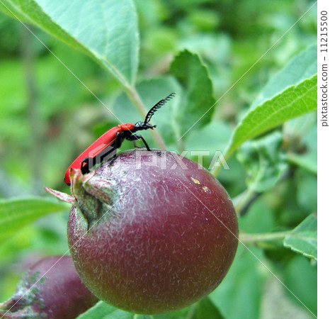 Red bug. 11215500
