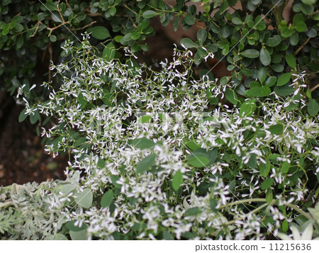 Euphorbia · Diamond · Frost 11215636