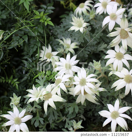Flannel Flower 11215637
