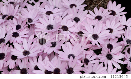 Cineraria Cineraria 11215645