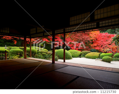 Shishido - autumn leaves 11215730