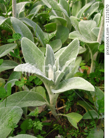 Lambsuer's seedling vertical Lambsuer's seedling vertical 11215870