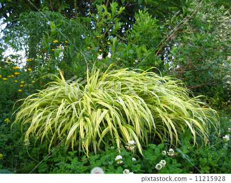Horizontal garden with hunches Horizontal garden with hunches 11215928